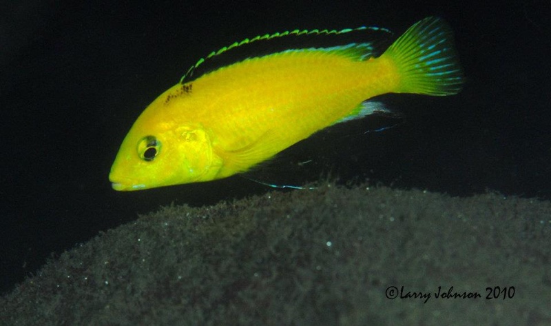 Labidochromis caeruleus 'Lion's Cove'